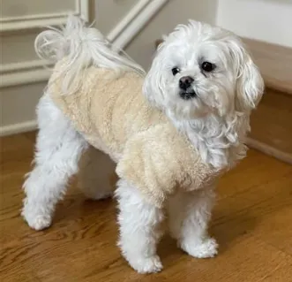 Soft Plush Dog Pullover - Burgundy